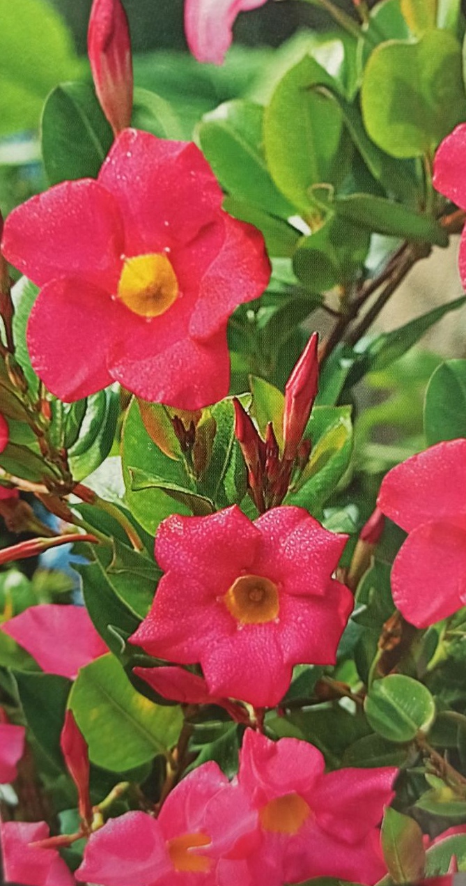 Popínavá rostlina Dipladenia