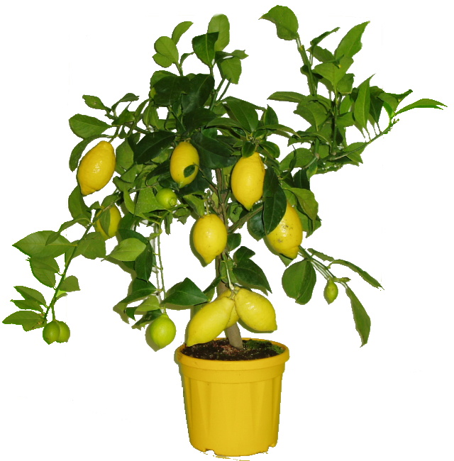 Premium citrónovník Lemon 110 cm