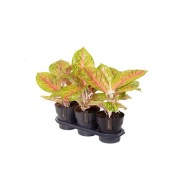 Aglaonema grand blossom střední