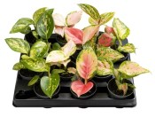 Aglaonema mix