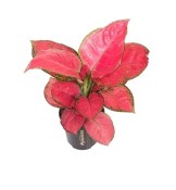 Aglaonema Red Joy