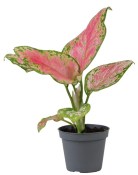 Aglaonema Red Valentine