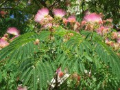 Albizia julibrissin summer chocolate