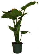 Alokázie - Alocasia Cucullata - 130 cm