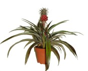 Ananasovník Pacifico Red (Rosita) - červený RARITA