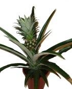 Ananasovník velký champacus s plodem