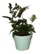 Arachnoides aristata variegata - paproć pajęcza