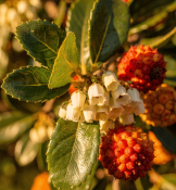 Arbutus unedo - Planika obecná – jahodový stromek