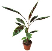 Banánovník Musa acuminata Zebrina - Banánovník krvavý