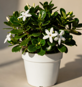 Carissa grandiflora - Natalská švestka