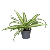 Chlorophytum comosum variegatum - zlatý pavúčinec