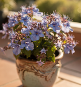 Clerodendrum ugandense - Blahokeř ugandský