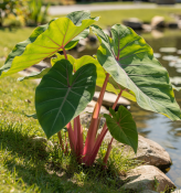 Colocasia esculenta Pink China - Kolokázie jedlá
