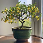 Corokia cotoneaster střední