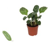 Ctenanthe setosa Compactstar