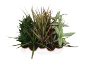 Dracaena marginata 1 kmen malá