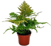 Dryopteris erythrosora - Papraď červená