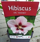 Ibišek Hibiscus Syriacus mrazuvzdorný Hamabo