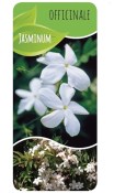 Jasminum officinale - Jasmín pravý