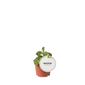 Macodes petola - Drahokamová orchidej