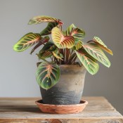 Maranta leuconeura lemon lime - modlitební rostlina