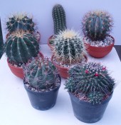 Mix 4 ks obřích kaktusů