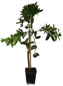 Mrazuvzdorná Mandarinka Clementina Hernandina