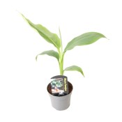 Mrazuvzdorný banánovník 70 cm