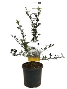 Mrazuvzdorný citrónovník Citrus Poncirus trifoliata