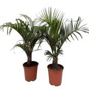 Neodypsis decaryi - Trojúhelníková palma