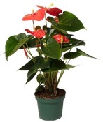 Pokojová květina Anthurium karma red červená 70 cm