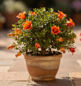 Punica granatum – Granátovník strom