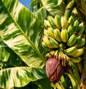 Roślina bananowa Musa Florida Variegata (2/2)