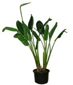 Strelície - strelicia XXL - právě kvete