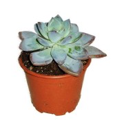 Sukulent 196