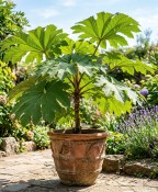 Tetrapanax papyrifera – Arálie papírodárná