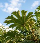Tetrapanax papyrifera – Arálie papírodárná (2/2)