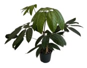 Trevesia burckii 'Ghost's Foot' - Sněžná vločka