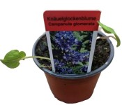 Trvalka Campanula glomerata - zvonček klbkatý