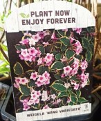 Venkovní keř - Weigela florida Nana Variegata - Vajgélie květnatá