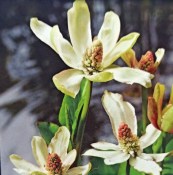 Vodné rastliny - Anemopsis californica