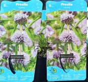 Vodní rostliny - Preslia Cervina