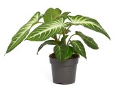 Xanthosoma lindenii - Caladium lindenii