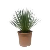 Yucca rostrata