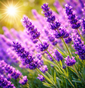 Ziele lawendy - piękne zioło (2/2)