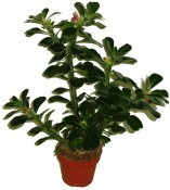 Adenium pouštní růže  (2/2)