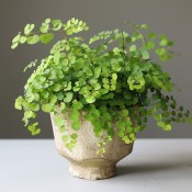 Adiantum Raddi - Sleziník raddův, Netík