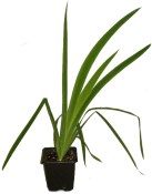 Anginovník - Belamcanda chinensis