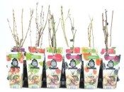 Aronia - černoplodec - prunifolia nero - jeřáb