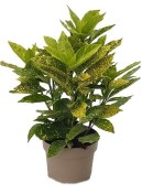 Aucuba japonica variegata - Japonský vavřín